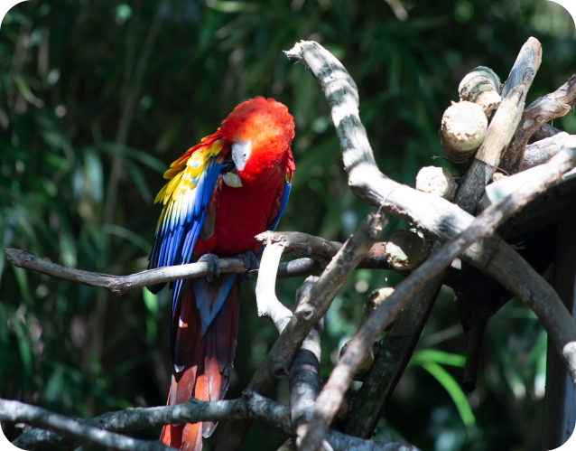 Peruvian Amazonia