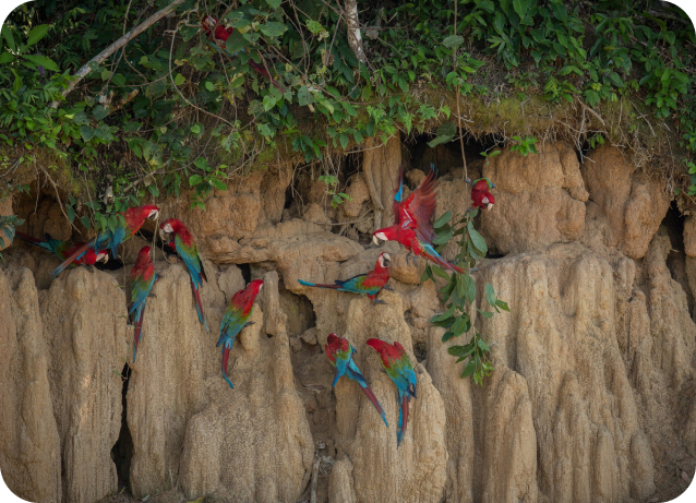 Manu National park